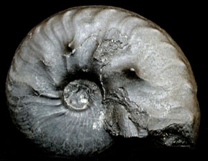 "Ceratites, uno de los primeros cefalópodos ammonoideos. Tomada de www.mines.unr.edu"