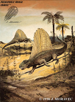 "El Dimetrodon es el antecesor de los dinosaurios Mesozoicos. Tomada de www.prehistory.com"