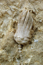  "Cabeza de Crinoideo, invertebrado típico de fondos marinos.Tomada de www.mines.unr.edu"
