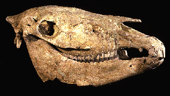"Cráneo de Equus, primitivo caballo del Plioceno. Tomada de www.paleoid.com"