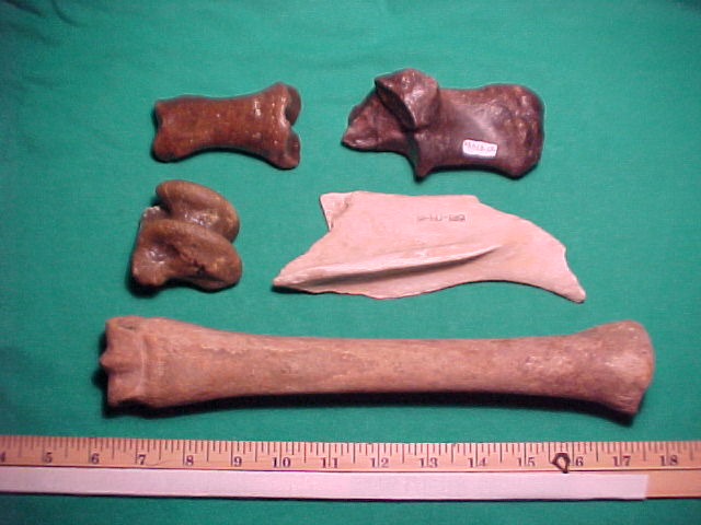 "Huesos de Equus. Tomada de www.paleoid.com"