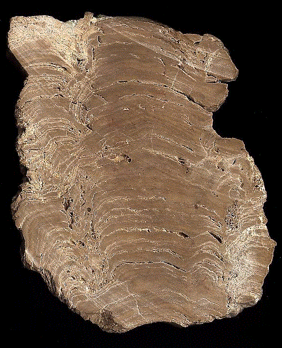 "Corte transversal de un estromatolito, mostrando su estructura en capas. Tomada de www.ucmp.berkeley.edu.gif"