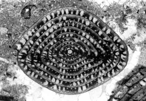 "Fusulina, un foraminífero marino, visto en corte transversal. Tomada de www.unige.ch"