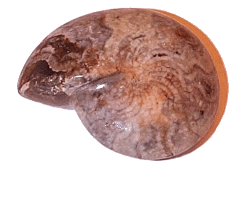 "Goniatites, un cefalópodo precursor de los Ammonites"
