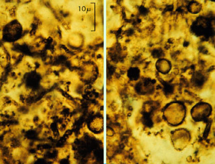 "Los microfósiles de Gunflint, en Australia, tal vez los primeros organismos aerobios. Tomada de www.astrobiology.ucla.edu"