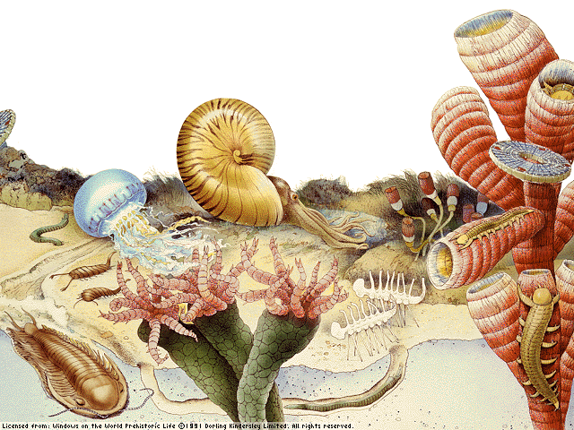  "Imagen artística  de la vida de un mar paleozoico, con trilobites, crinoideos, arqueociatos y los primeros ammonoideos. Tomada de www.grinpach.cl"