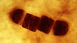 Células procariotas fósiles de unos 3.800 ma. Tomada de www.ucmp.berkeley.edu
