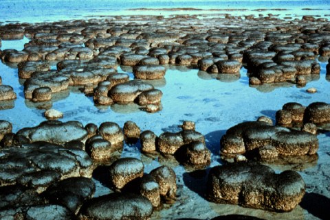 "Los estromatolitos de Shark Bay, en Australia. Tomada de www.astrobiology.ucla.edu (Brian Logan)." 