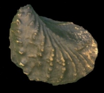 "Concha de Trigonia, molusco muy abundante en los mares mesozoicos. Tomada de www.igc.usp.br"