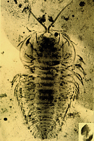 "Interesante imagen de rayos X en la que se aprecia un fósil de trilobites, con detalles de su anatomía externa que no se suelen ver, como las patas. Tomada de www.astrobiology.ucla.edu"