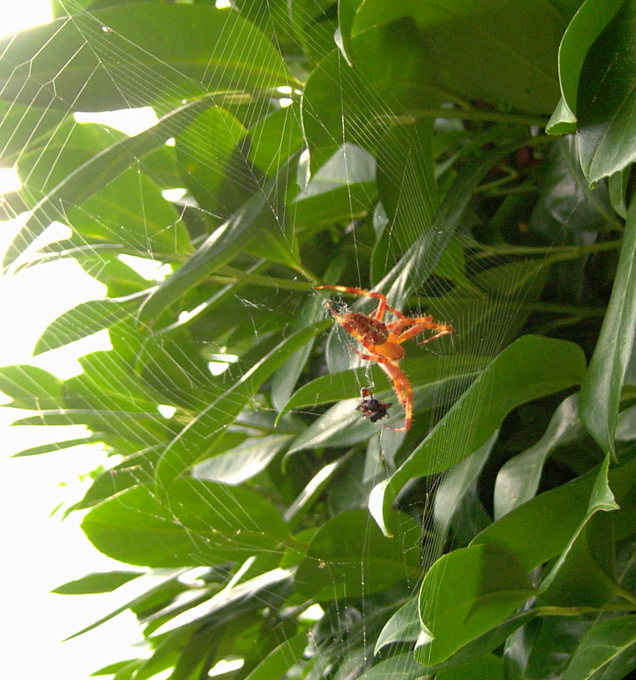 Fotografa de una araa comiendo